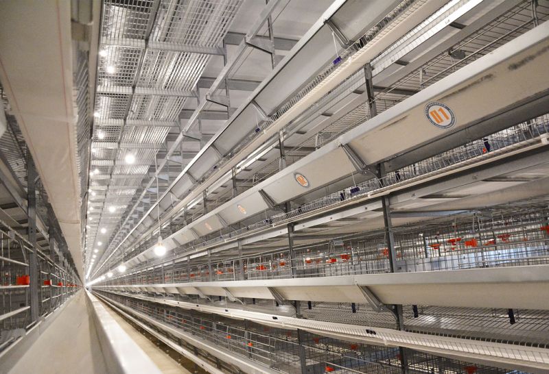 使用超高層疊養(yǎng)雞設(shè)備，消毒工作要做好