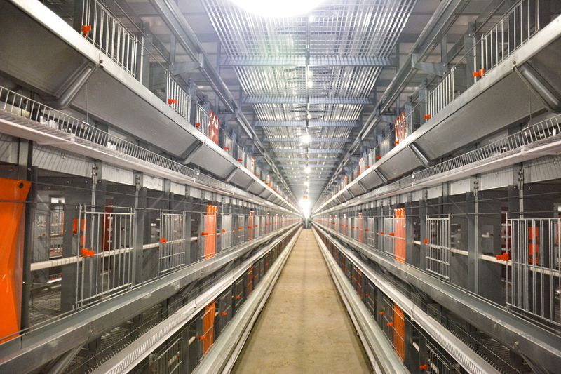 超高層疊養(yǎng)雞設備：養(yǎng)雞業(yè)的新星，帶領養(yǎng)殖新潮流