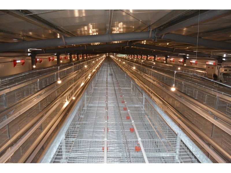 《全自動化養(yǎng)雞設備引領(lǐng)養(yǎng)殖業(yè)邁向新高峰》