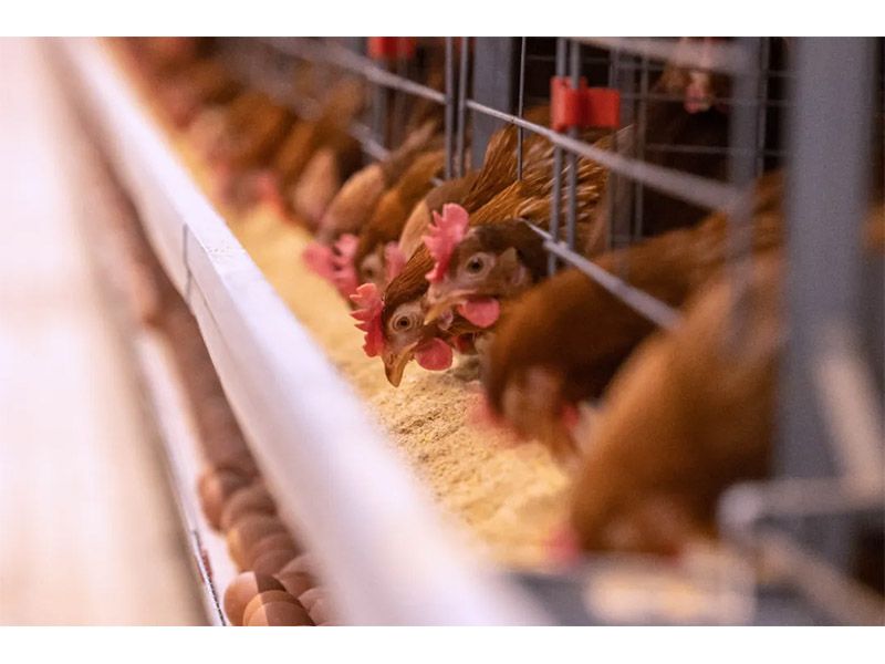 冬季來臨，養(yǎng)殖戶注意做好設備安全管理