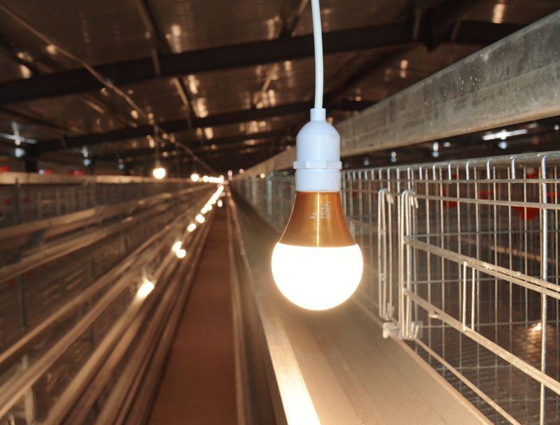 自動(dòng)化養(yǎng)雞設(shè)備賦能傳統(tǒng)養(yǎng)殖，鄉(xiāng)村振興添新動(dòng)力