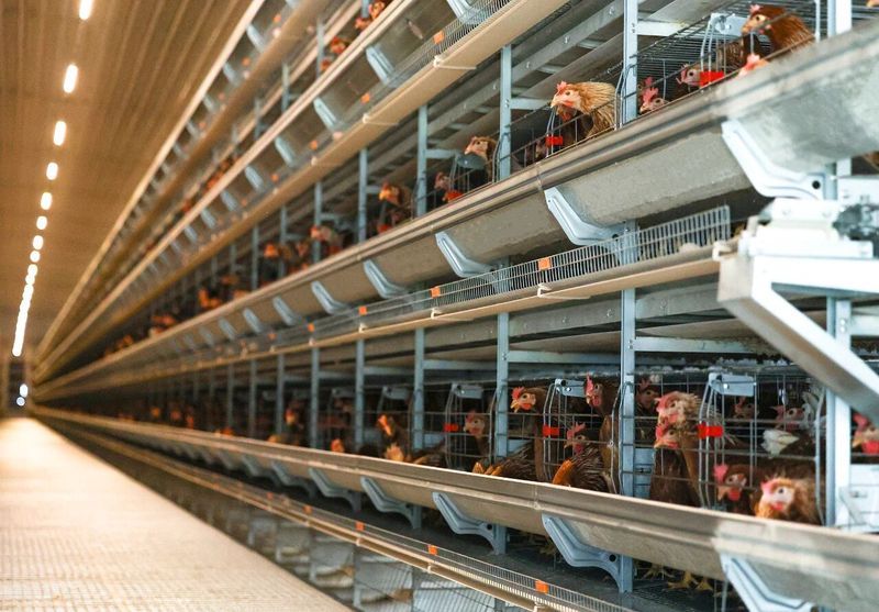 高溫來(lái)襲，趕緊去看看你家的雞咋樣了！